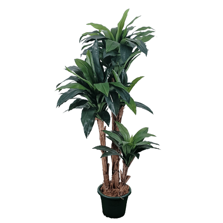 Dracena Pianta Artificiale 170 cm Verde – My Garden