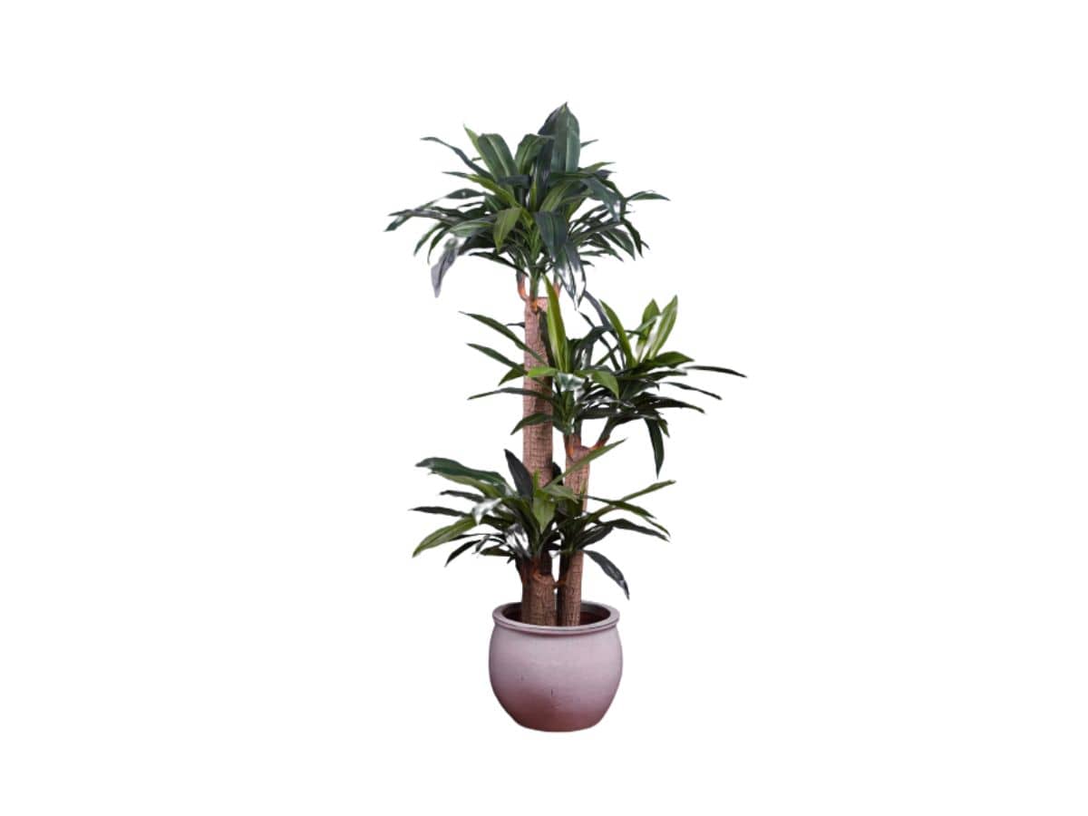 3F Piante Artificiali - V - DRACENA BIG TRUNKS - ALTEZZA CM 150 Ø VASO 22 -  3F Piante Artificiali