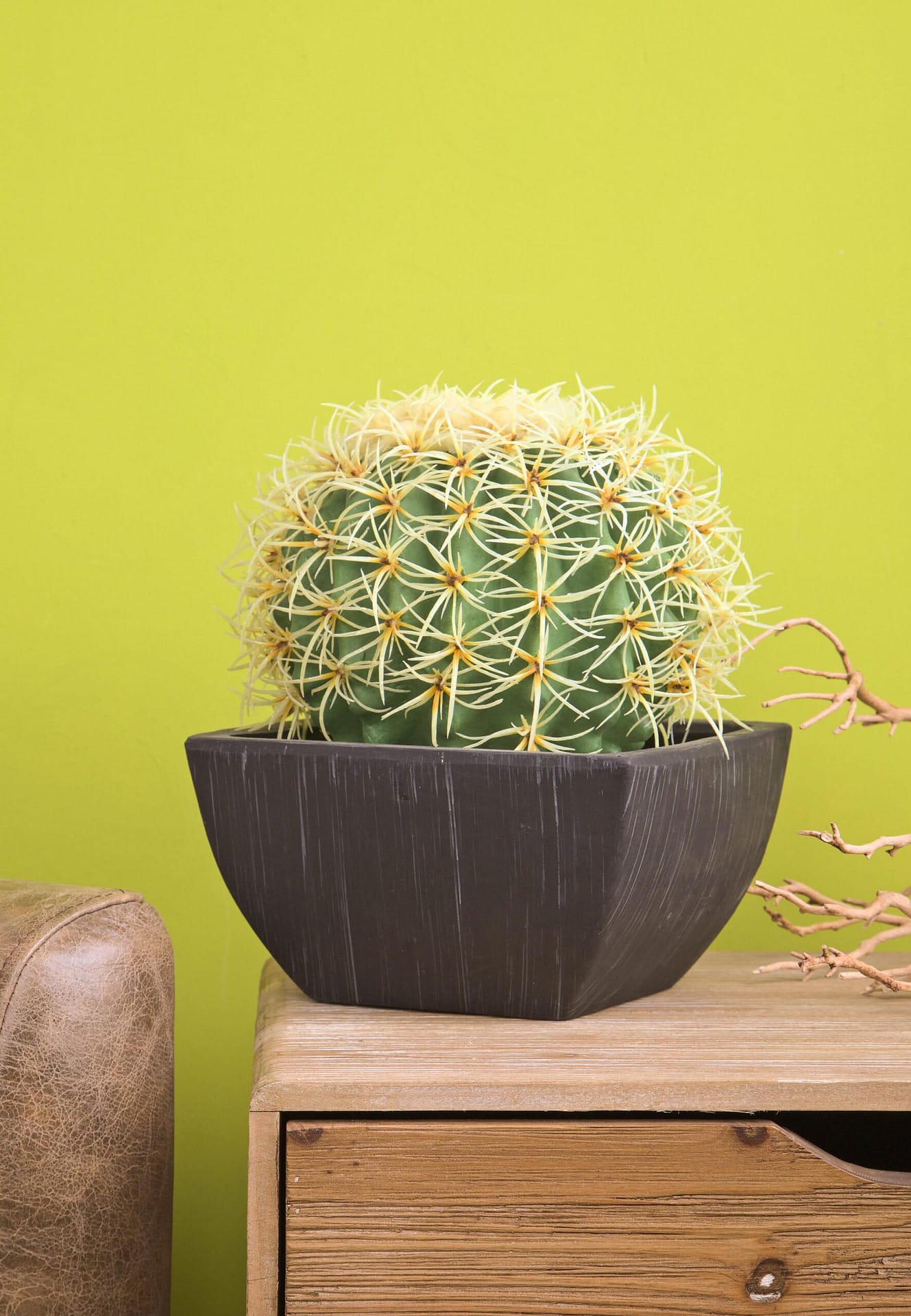 Cactus Grusone Pianta Grassa Con Vaso – My Garden