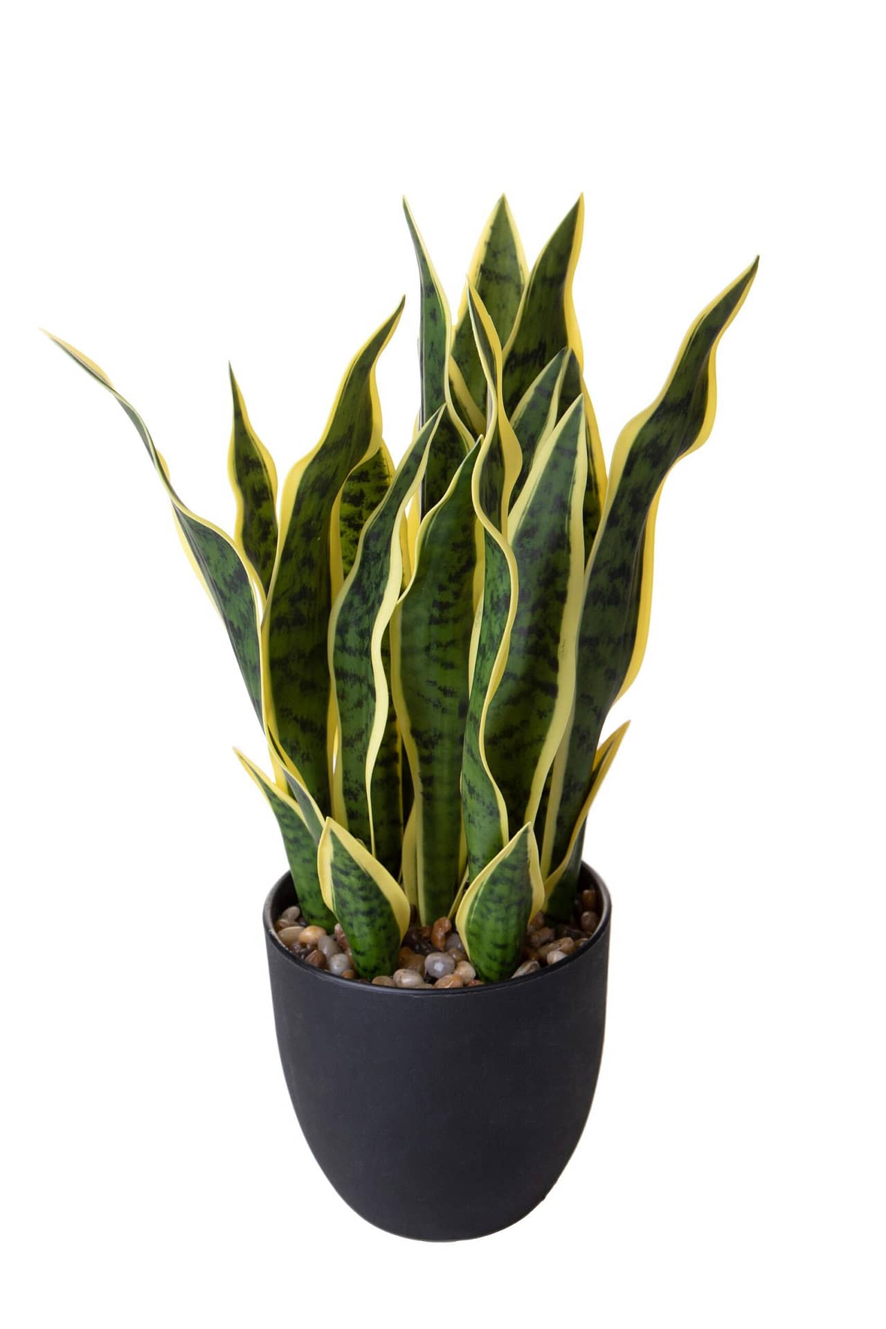 Sanseveria artificiale